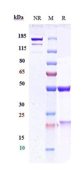 PCSK9 Antibody