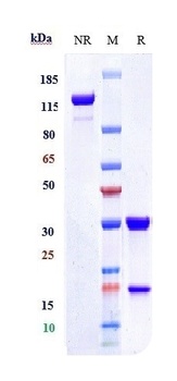CEACAM5/CEA/CD66e Antibody