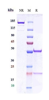 CEACAM1 / CD66a Reference Antibody