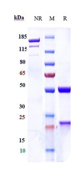 CDH3/P-cadherin Antibody