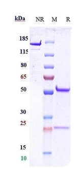 CD9 Reference Antibody
