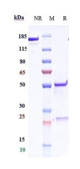 CD83 Reference Antibody