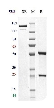 CD79b Antibody