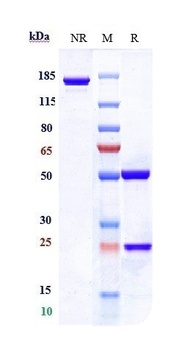 PDCD1/PD-1/CD279 Antibody
