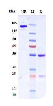 CD7 Antibody