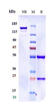 Amyloid Beta Antibody