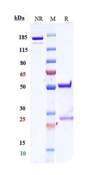 FOLR1 Reference Antibody