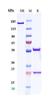 CD47 Antibody