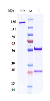 CD47 Antibody