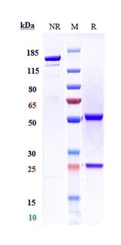 CD20 Antibody