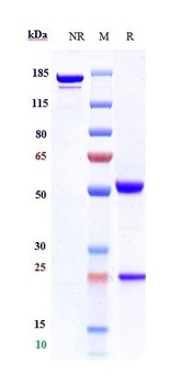 CD4/LEU3 Antibody