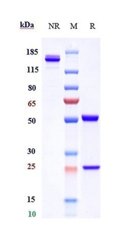 CD4/LEU3 Antibody