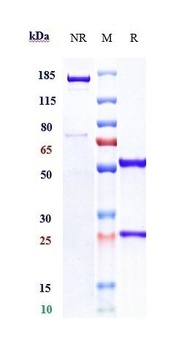 CD4/LEU3 Antibody