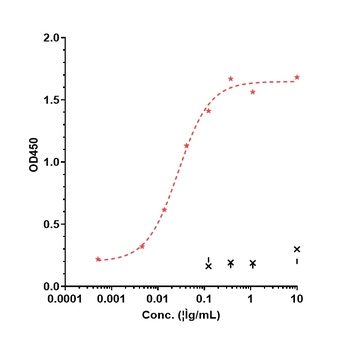 CD38 Antibody