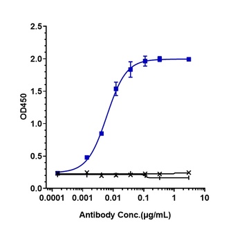 CD38 Antibody
