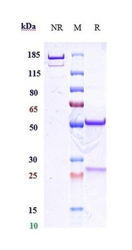 CD38 Antibody