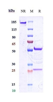 CD34 Reference Antibody