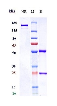CD3 Antibody