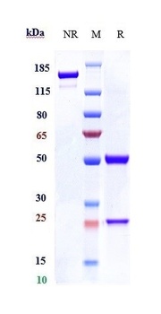 TNFSF5/CD40L/CD154 Antibody