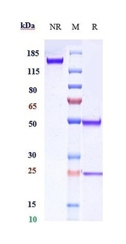 Complement C5 Antibody