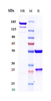 B7-H1/PD-L1/CD274 Antibody
