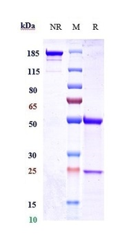 ERBB2/HER2/CD340 Antibody