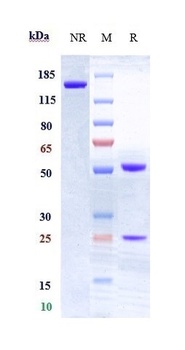 CD28 Antibody