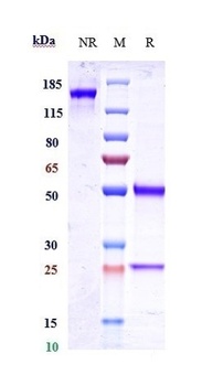 CD20 Antibody