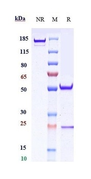 CD20 Antibody