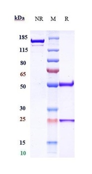 CD20 Antibody