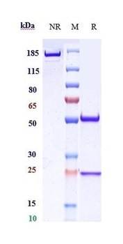 CD20 Antibody
