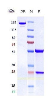 TFPI Antibody