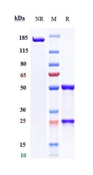 CD19 Antibody