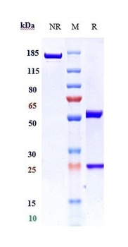 TLR3/CD283 Antibody