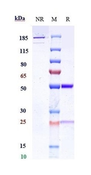 IL-13 Antibody