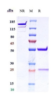IFNa1 Reference Antibody