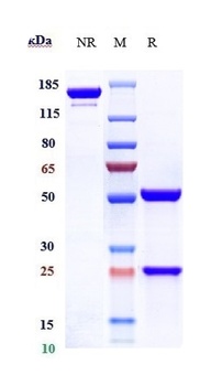 CD2 Antibody