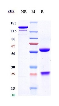 TNFSF2/TNFa Antibody