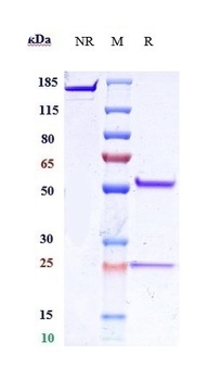 IL-25 Reference Antibody