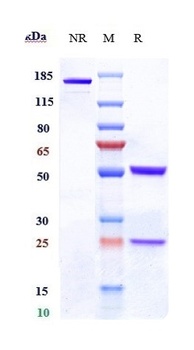 CD19 Antibody
