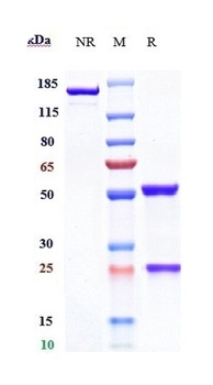 EMMPRIN / CD147 Reference Antibody