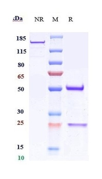 CD151 Reference Antibody