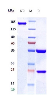 CB1/CNR1/CNR Antibody