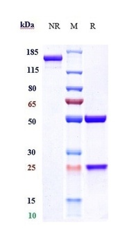 CALCA/CGRP Antibody