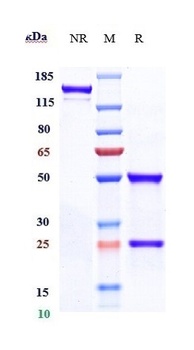 CALCA/CGRP Antibody