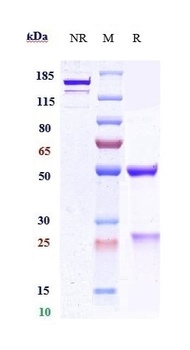 PCSK9 Antibody