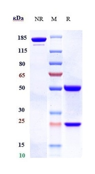 PCSK9 Antibody