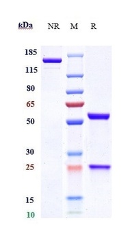 SOST/Sclerostin Antibody