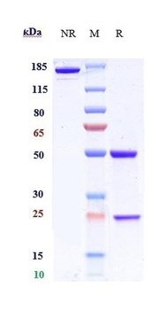 BACE1 Antibody