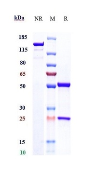 B7-H1/PD-L1/CD274 Antibody